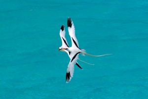 bermudas-fauna-aves-longtail