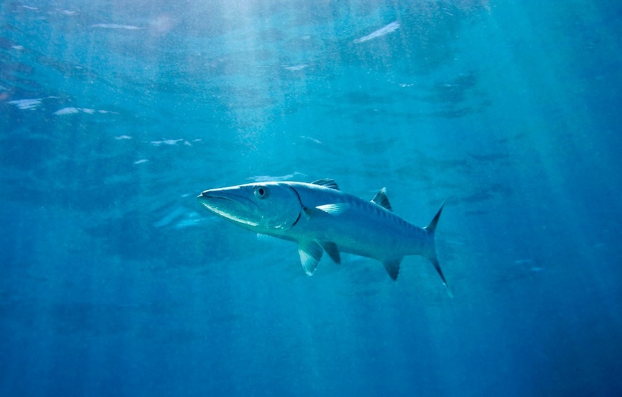 bermudas-pesca-barracuda