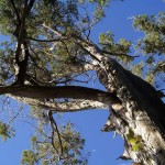 El cedro endémico de Bermudas, los árboles no saben de balances
