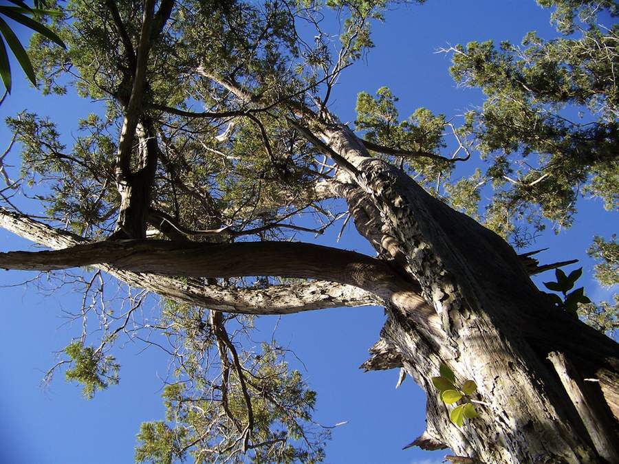 El cedro endémico de Bermudas, los árboles no saben de balances